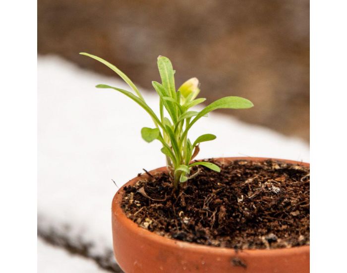 RADIS ET CAPUCINE Pot Black Graines d'Edelweiss � Semer (5)