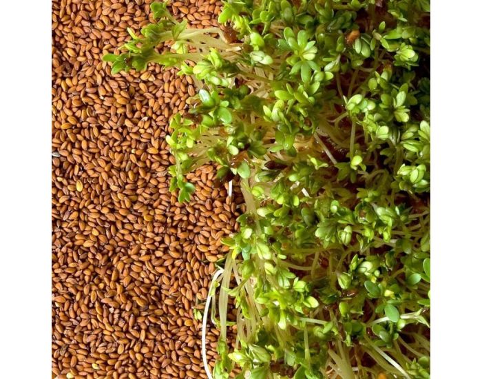 RADIS ET CAPUCINE Graines � Germer Cresson Bio (2)