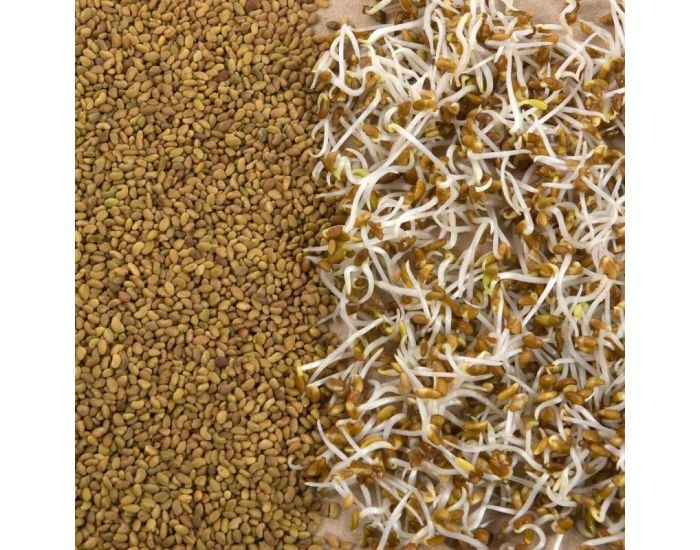 RADIS ET CAPUCINE Graines  Germer Alfalfa Bio (2)