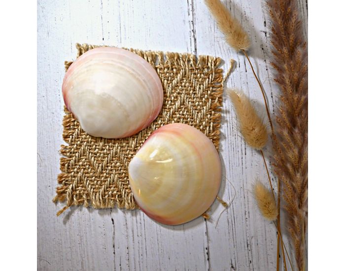 IRREVERSIBLE Coquillages D'Allaitement Mammaire - Lot de 2 (2)