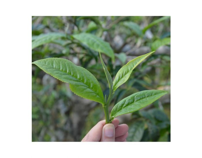 ETHIQUABLE Th� Vert Menthe Bio et Equitable - 100g (3)