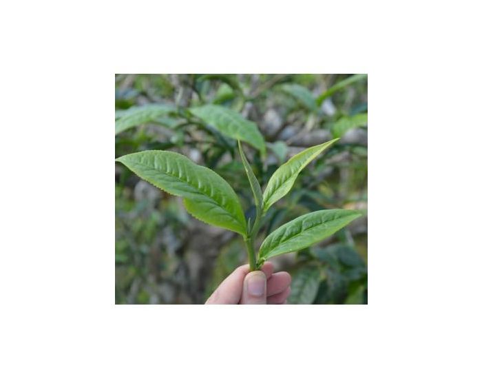 ETHIQUABLE Th� Vert Menthe Bio et Equitable - 100g (5)