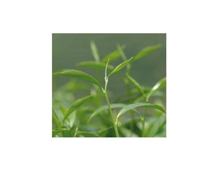 ETHIQUABLE Th Vert Gingembre Citron Vert Th de Ceylan Bio et Equitable- 100g (5)