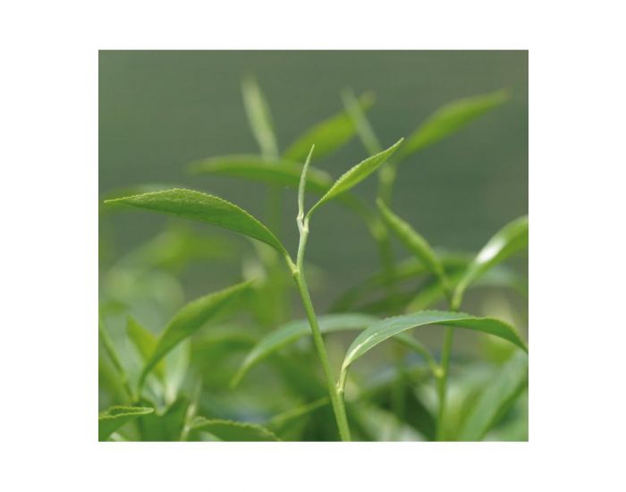 ETHIQUABLE Thé Vert Gingembre Citron Vert Thé de Ceylan Bio et Equitable- 100g (1)