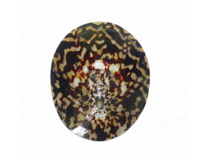 MUM ZEN Coquillages d'Allaitement - Lot de 2 - Taille XL (1)