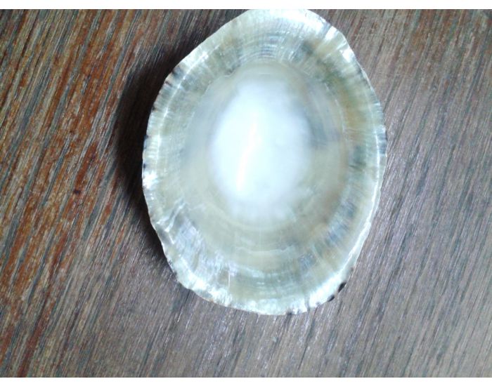 MUM ZEN Coquillages d'Allaitement - Lot de 2 - Taille XL (3)