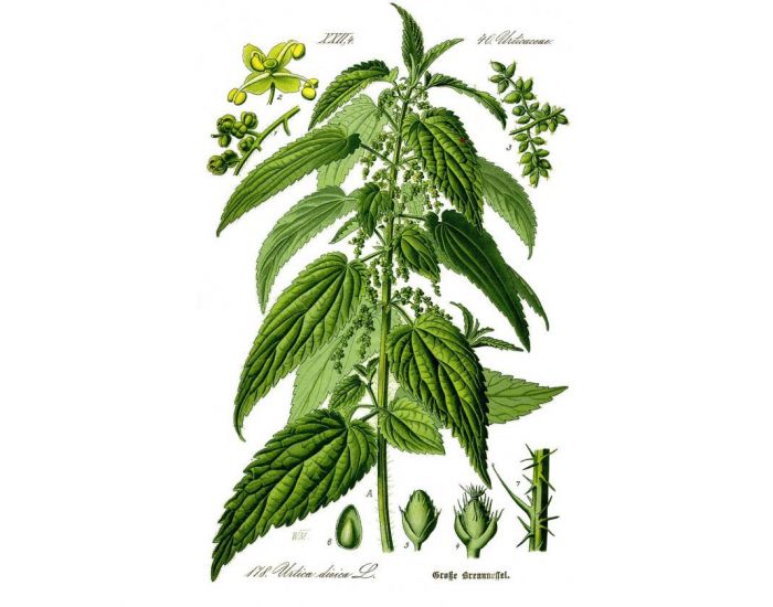 L'HERBIER DE FRANCE Ortie Piquante, Feuille Bio 25 g (1)
