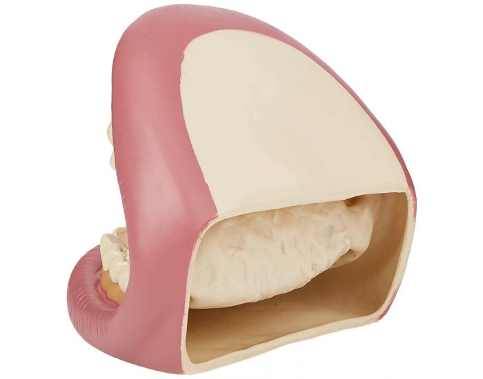 TICKIT Kit g�ant de d�monstration dentaire - D�s 3 ans (1)