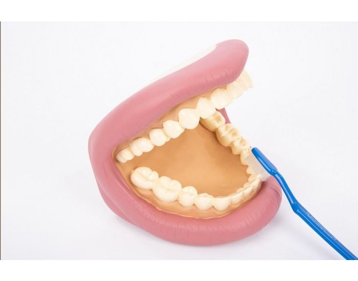 TICKIT Kit g�ant de d�monstration dentaire - D�s 3 ans (2)