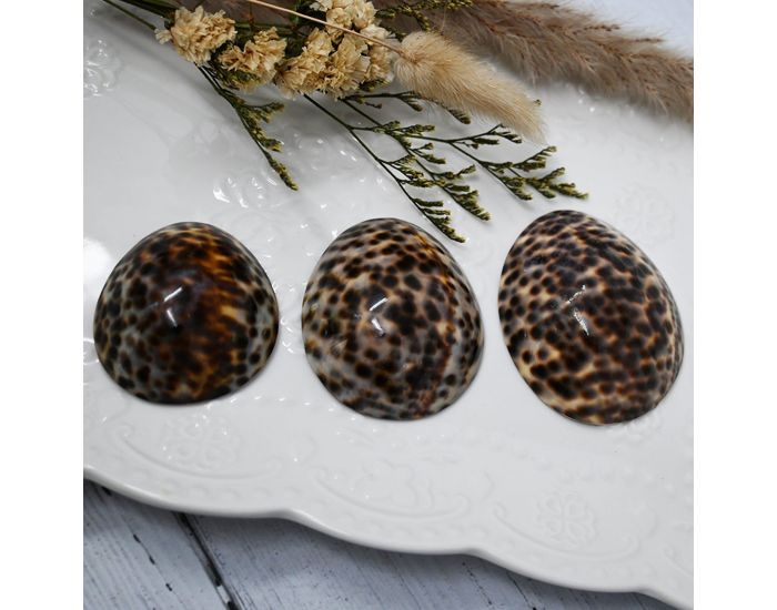 IRR�VERSIBLE Coquillage d'Allaitement Mammaire - Brillant (2)