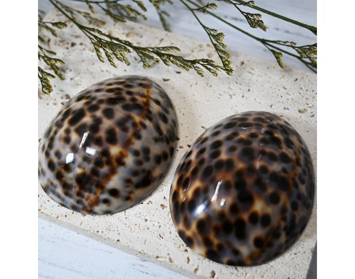 IRR�VERSIBLE Coquillage d'Allaitement Mammaire - Brillant (5)