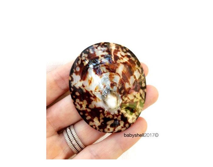 BABY SHELL Lot de 2 Coquillages d'allaitement en nacre (12)