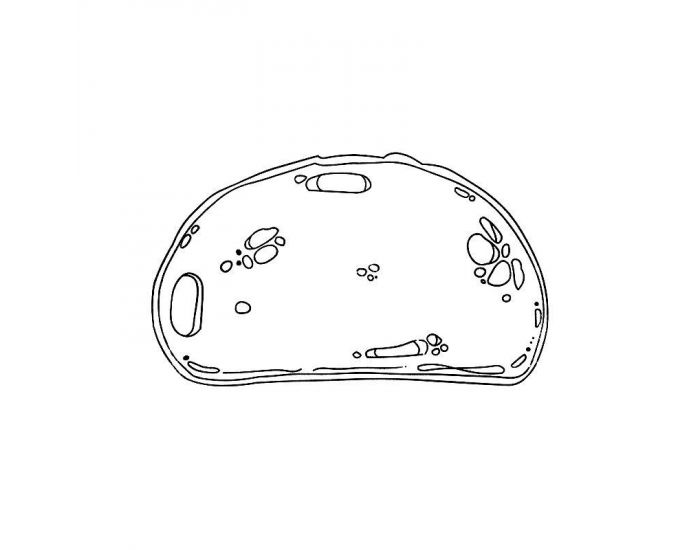 Tampons Aliments - Ds 3 ans (2)