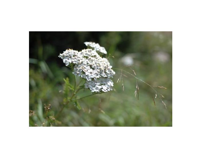 LE DOMAINE DE TAMARA Hydrolat d'Achille Millefeuille BIO - L'Eau Des Femmes - 250 ml (1)