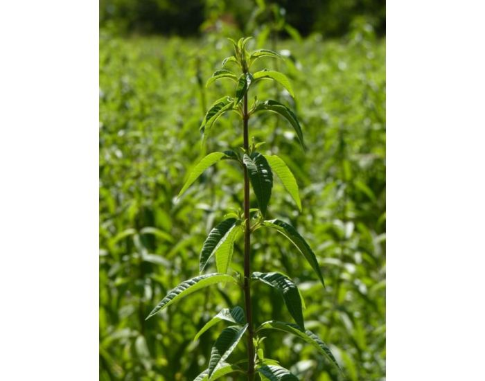 LE DOMAINE DE TAMARA Hydrolat de Verveine Citronn�e BIO - L'Eau de la S�r�nit� - 250 ml (1)