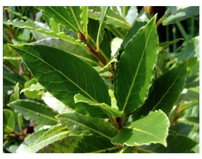 LE DOMAINE DE TAMARA Hydrolat de Laurier Noble BIO - L'Eau du Courage - 250 ml (1)