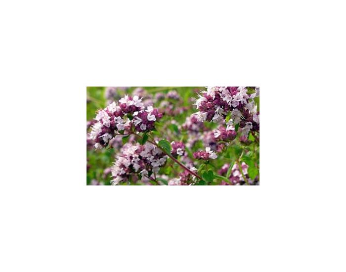 LE DOMAINE DE TAMARA Hydrolat d'Origan Compact BIO - L'Eau Combattante - 250 ml (1)