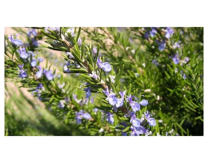 LE DOMAINE DE TAMARA Hydrolat de Romarin Officinal BIO - L'Eau du Renouveau - 250 ml (1)