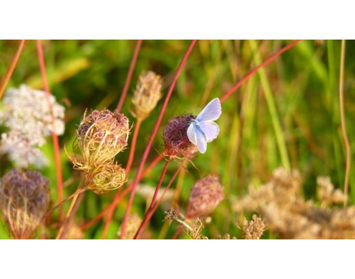 LE DOMAINE DE TAMARA Hydrolat de Carotte sauvage BIO - L'Eau de la peau - 250 ml (1)