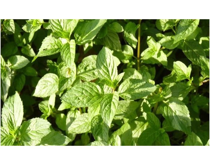 LE DOMAINE DE TAMARA Hydrolat de Menthe Poivre BIO - L'Eau - Vivifiante  250 ml (1)