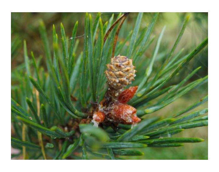 LE DOMAINE DE TAMARA Hydrolat de Pin Sylvestre BIO - L'Eau de l'quilibre - 250 ml (1)