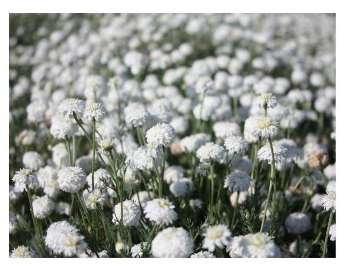 LE DOMAINE DE TAMARA Hydrolat de Camomille Noble BIO - L'Eau des Tout Petits - 250 ml (1)