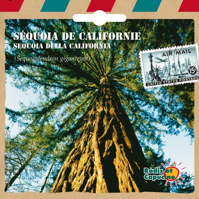 Graines Sequoia G�ant de Californie
