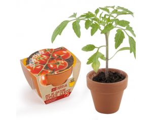 RADIS ET CAPUCINE Tomate Cerise Bio en Pot de Culture